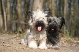 SKYE TERRIER 077